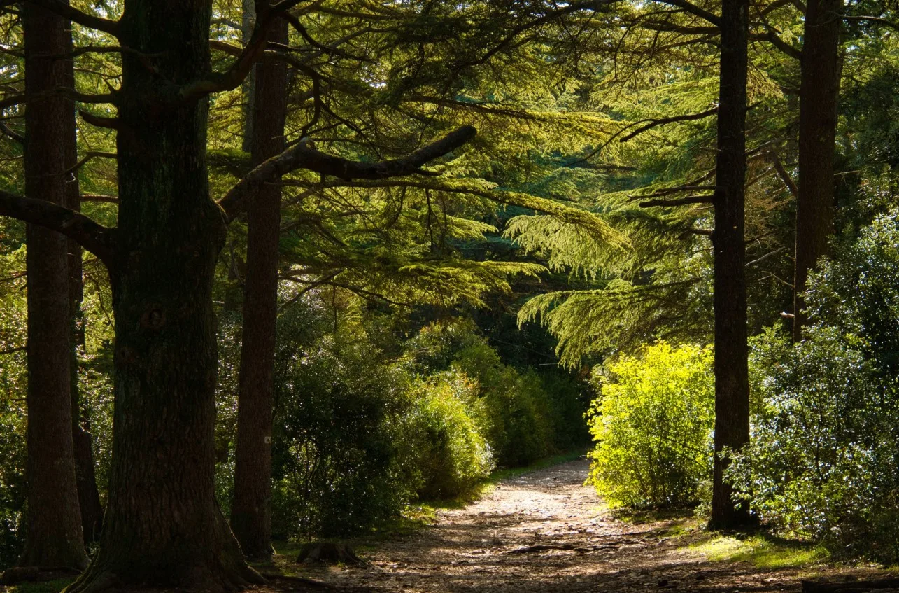ENFANT & PARENT #2 — Forêt des Cèdres