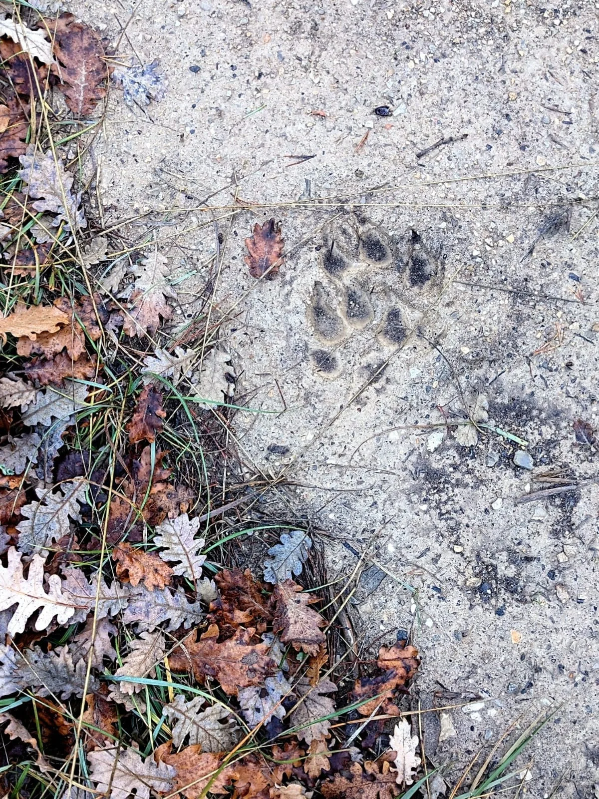 Loup qui es-tu ? Une randonnée sur les traces du loup